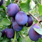Pflaume entfernt giftige Substanzen aus dem Magen