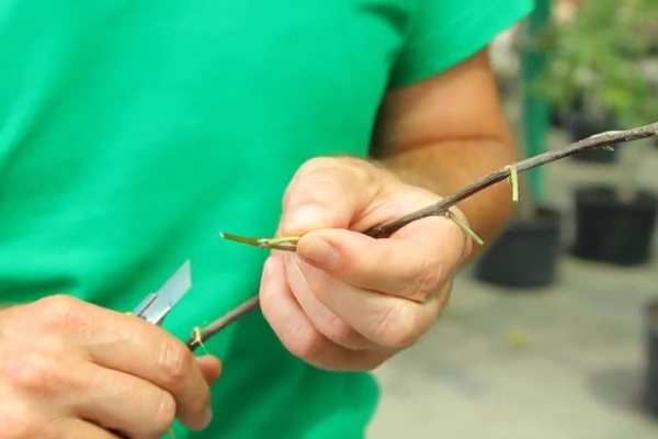 Les boutures à utiliser pour le greffage sont prélevées sur des arbres fruitiers d'espèces standard.