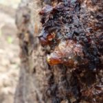 Cytosporose sur abricot