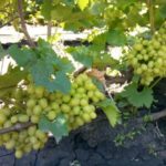 Trauben sind bei Gastritis streng kontraindiziert