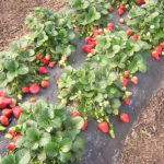 Erdbeeren wirken entzündungshemmend.