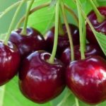 Kirschen und Kirschen sind reich an Eisen