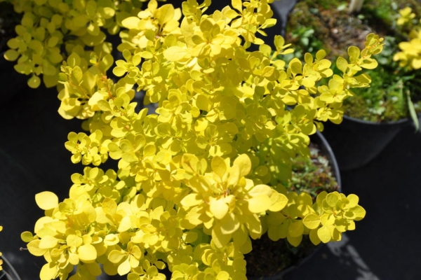 Épicéa jaune: Aurea, Golden Rocket, Golden Carpet