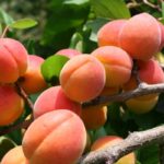 Aprikose ist reich an Carotinoiden.