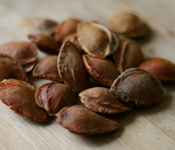 Avant de planter des graines d'abricot, il est nécessaire de stratifier