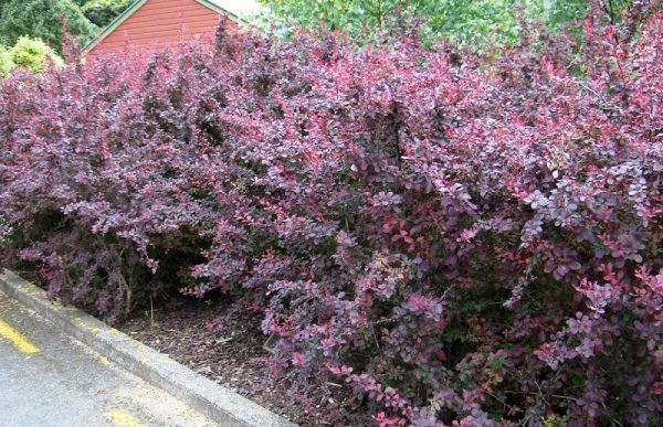 Pendant la période sèche, l'épine-vinette est arrosée une fois par semaine.