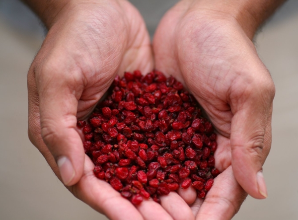 Toutes les parties de l’arbuste contiennent des éléments nutritifs: vitamine C, acides, alcaloïde berbérine