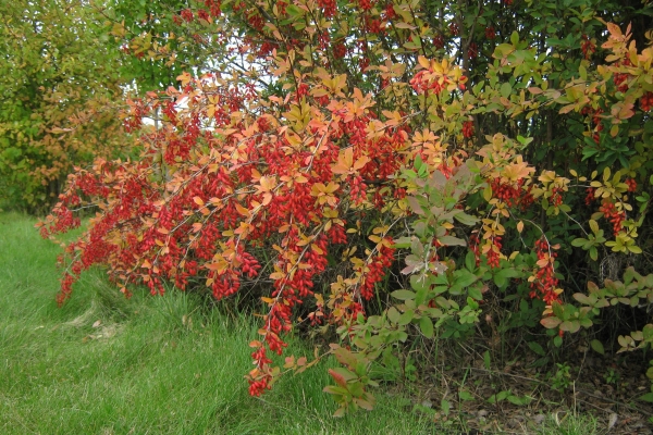 L'épine-vinette ordinaire - un buisson épineux, fleurit en avril-mai, des baies oblongues rouge vif mûrissent en septembre-octobre