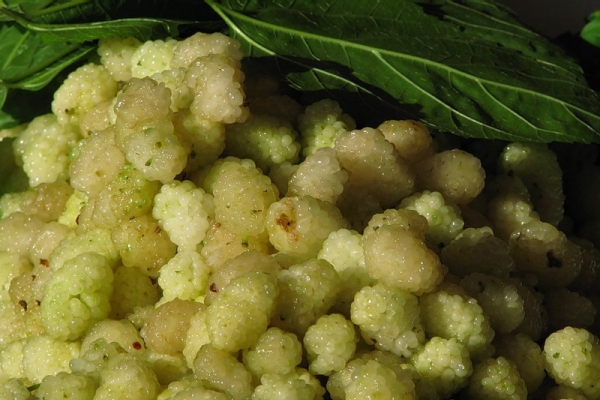 Les infusions et les jus de fruits sont utilisés pour traiter diverses maladies.