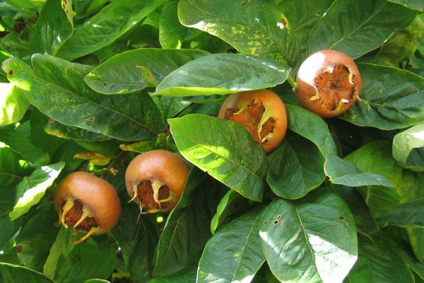 Variétés de néflier populaires: Frost, Tanaka, Seyles, Premier, Champagne