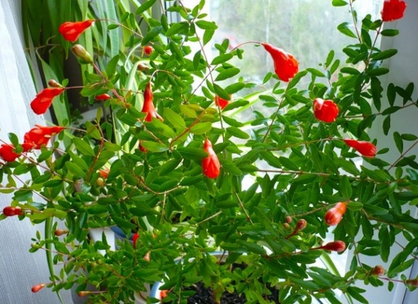 La grenade naine est cultivée à la maison comme fleur d'intérieur