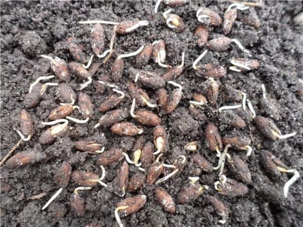 Filizlenmiş kızılcık tohumu