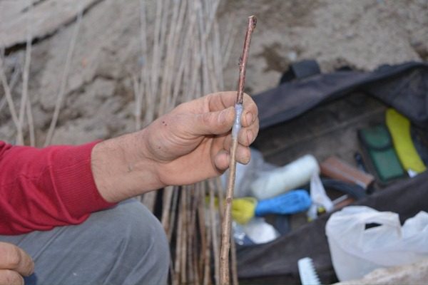 Propagation du noisetier par greffage