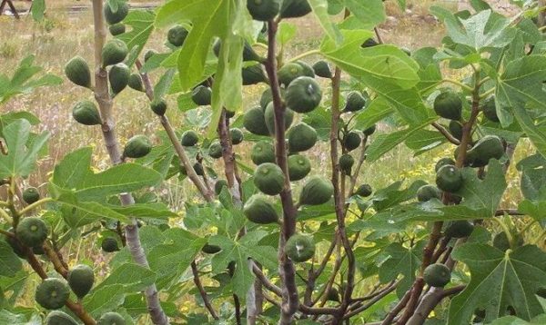 Figues vertes sur les branches en plein été