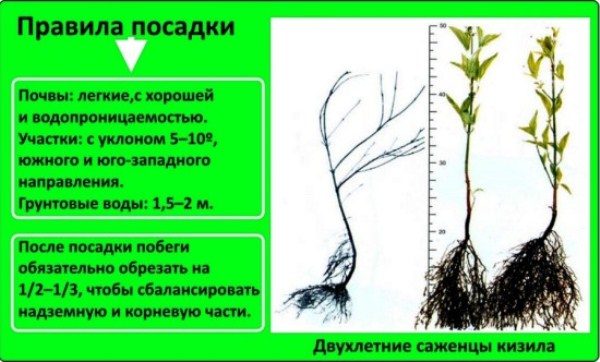 Kızılcık dikim kuralları