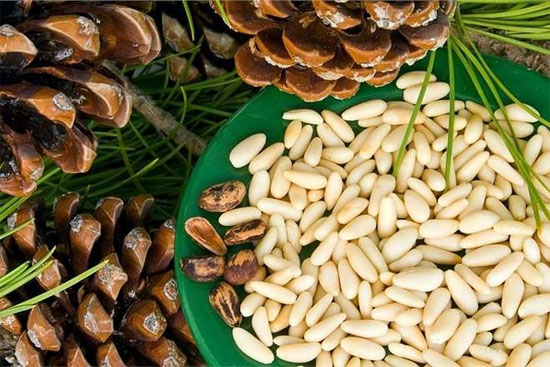 Pommes de pin pelées