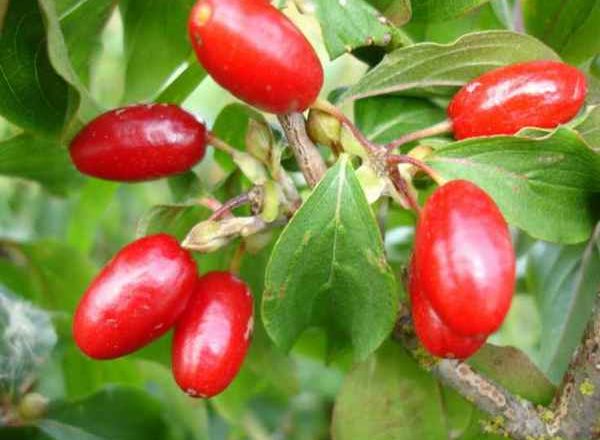  кучешки дрян