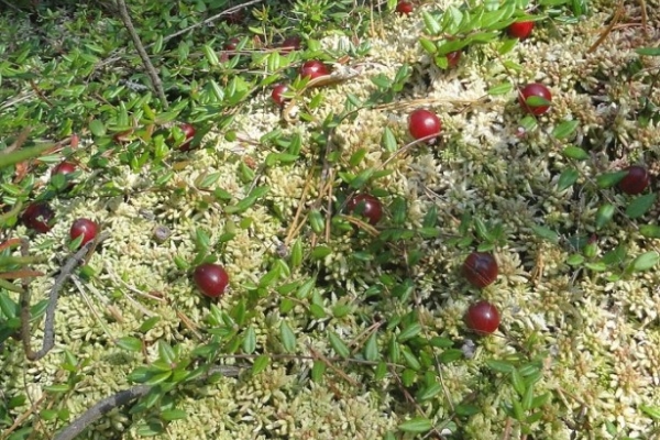 Care for garden cranberries is abundant watering, acidified water, removal of horizontal shoots.