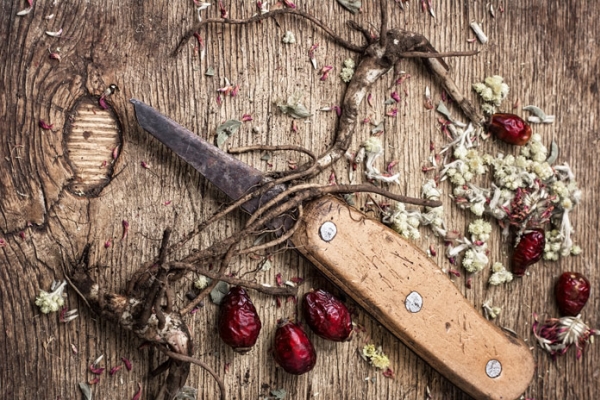 Les cynorrhodons possèdent également des propriétés curatives et sont utilisés pour traiter des maladies.