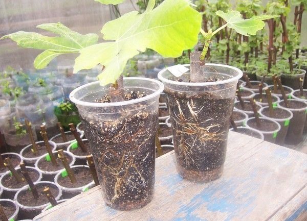 Нарязаните филизи от смокини са вкоренени както във вода, така и в чист речен пясък.