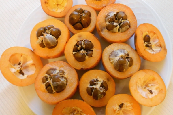 Les os de néflier peuvent servir d'excellent matériel de semis