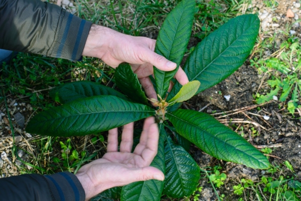 Avant de planter un plant de nèfle, coupez les feuilles en deux, creusez un trou et placez-y la plante.
