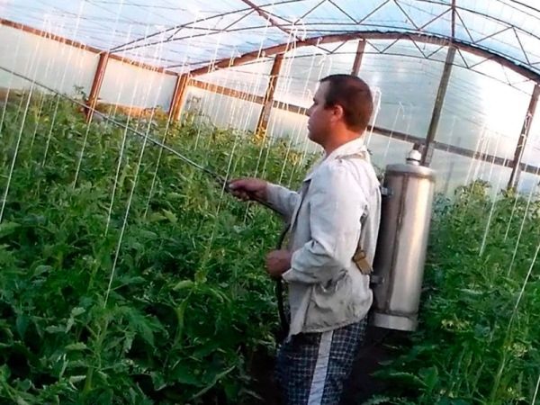 Les principales méthodes de traitement de la pourriture seront l'utilisation de produits chimiques modernes.