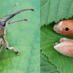 Charançon de la noix