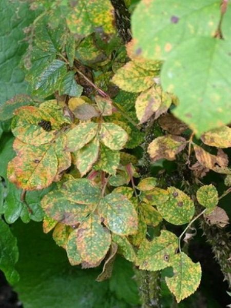 Purple spot or sphaceloma