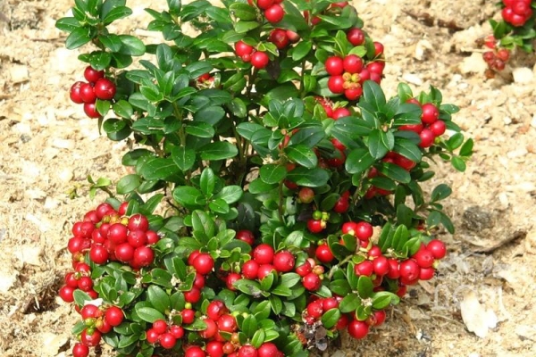  Growing Cranberries in the Garden: Features of Planting and Care