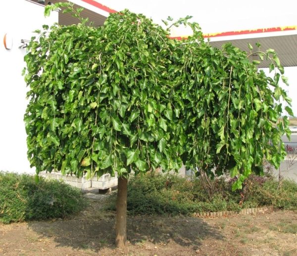 Weeping Mulberry