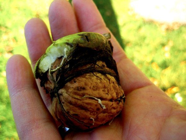 Les coquilles de noix contiennent le colorant Juglon