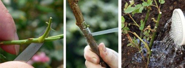 Rosiers en herbe sur la rose des champs