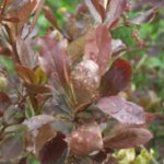 Les feuilles de l'épine-vinette Ottawa touchées par la rouille