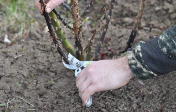 In the spring and in the autumn it is necessary to cut dry and damaged branches of a rose.