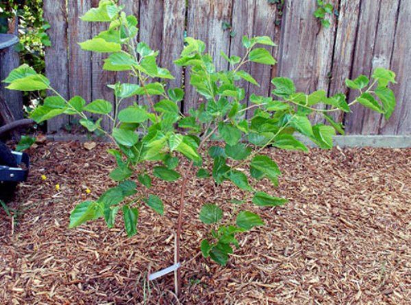 When buying a mulberry seedling, preference should be given to planting material grown in your region