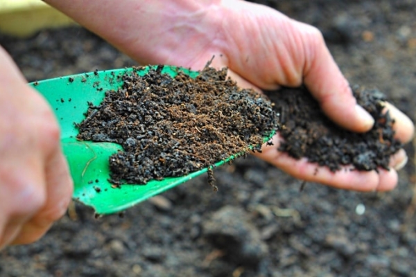 Il est nécessaire de nourrir les engrais phosphatés-potassiques en automne