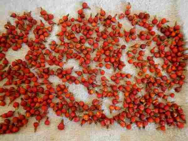 Séchage naturel des cynorrhodons