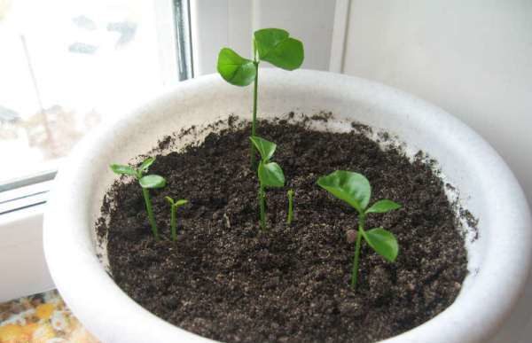 Graines de mandarine germées