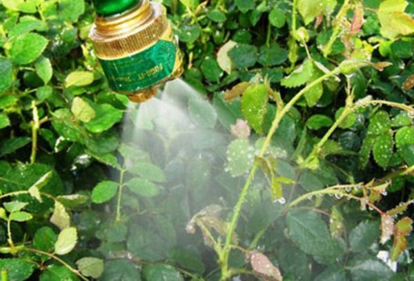 In the spring, roses are sprayed with chemical and biological preparations.