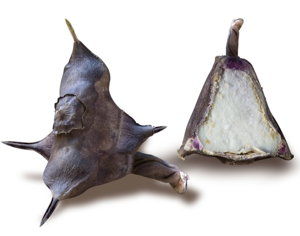 La noix a une faible teneur en calories et une riche composition de substances utiles.