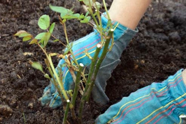 Pour qu’un buisson puisse bien s’enraciner, il faut couper ses racines - leur longueur doit être d’au moins 25 cm.