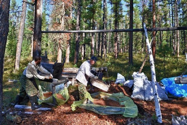 Peler les pommes de pin