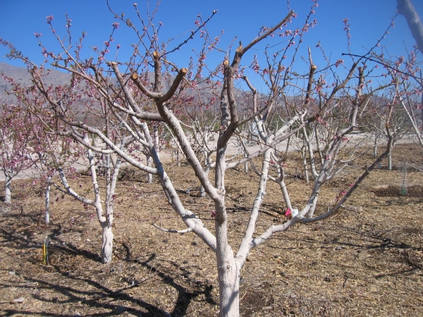 Dans la troisième année, il est nécessaire de réduire légèrement les branches qui poussent du tronc, mais ne sont pas squelettiques.