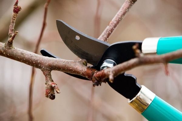 Apricot pruning with pruning shears