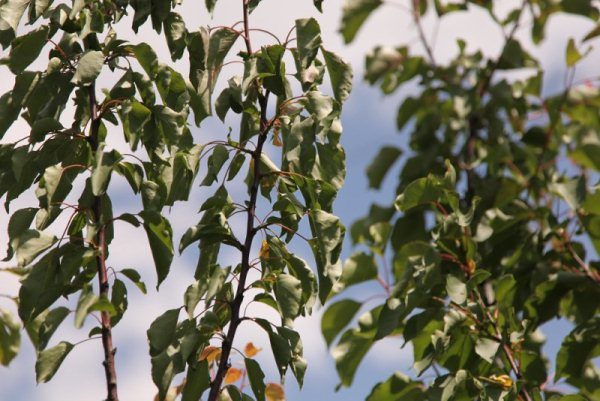 With a thick apricot crown, the tree lacks light, which leads to the drying out of the branches and their death.