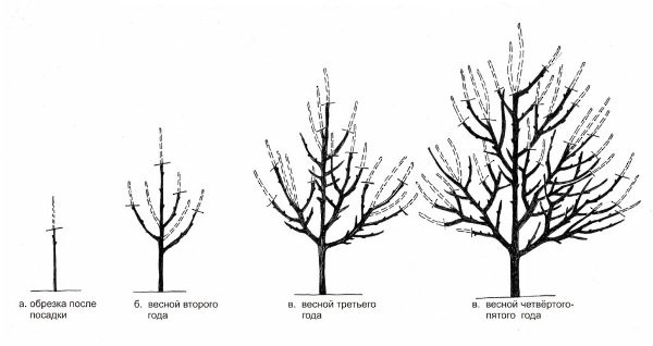 Apricot pruning scheme