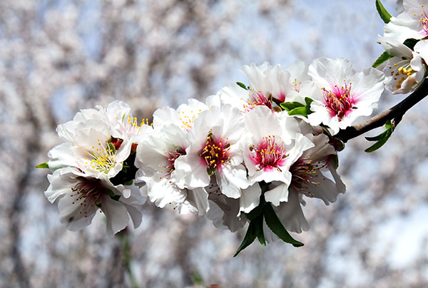 Les fleurs d’amande fleurissent en mars-avril avec des fleurs blanches ou rose pâle.