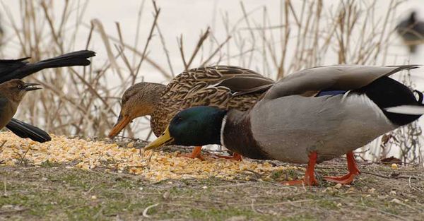 In order not to litter the water - feed should be left on the shore