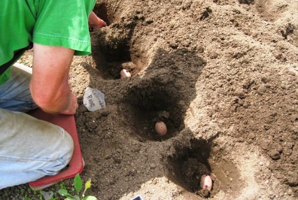 When planting the prepared planting material should be placed potato tubers with the most equal depth